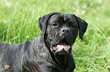 CANE CORSO 1017